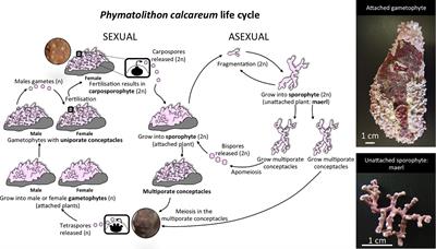 Local Coastal Configuration Rather Than Latitudinal Gradient Shape Clonal Diversity and Genetic Structure of Phymatolithon calcareum Maerl Beds in North European Atlantic